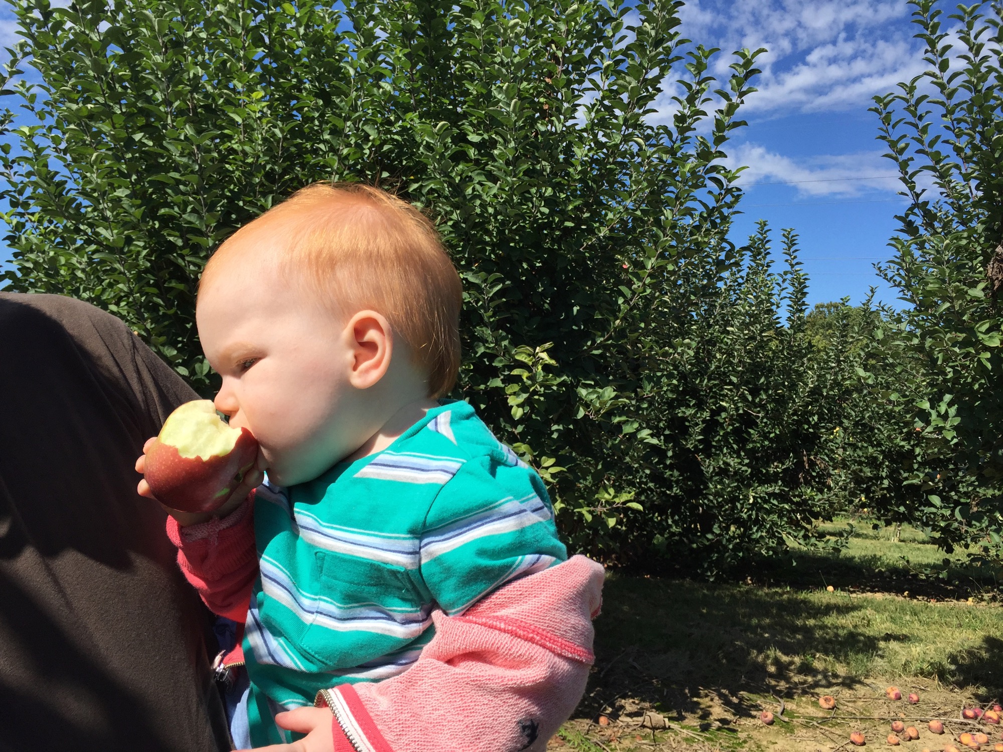 apple-picking-2015-6 photo