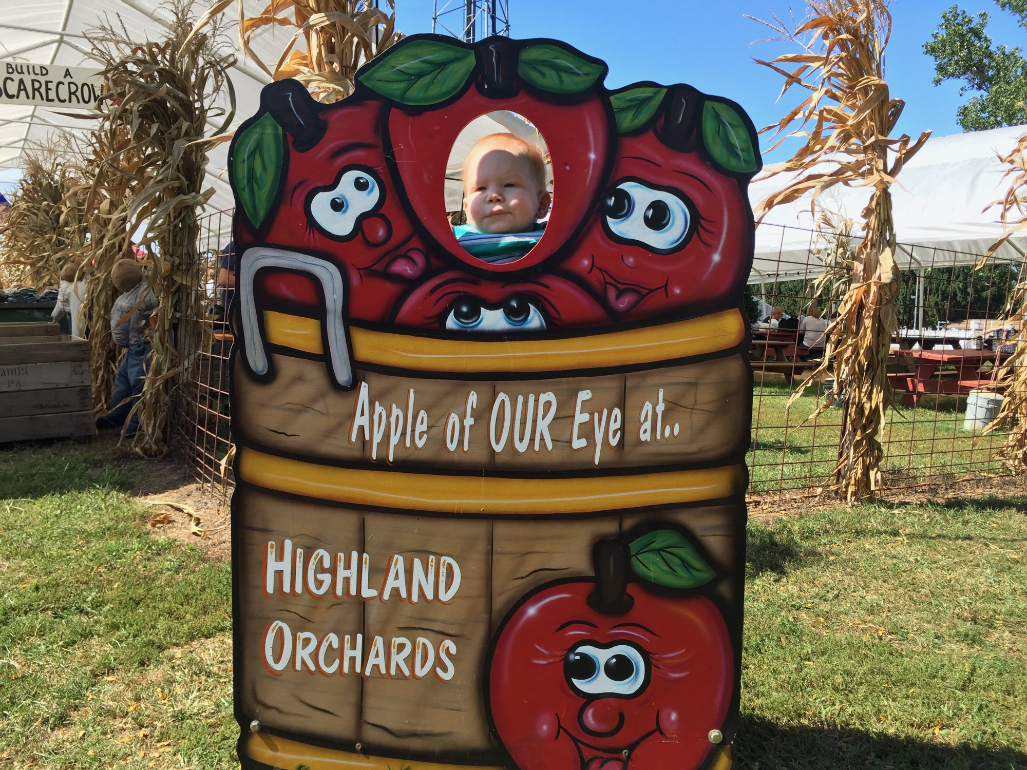 apple-picking-2015-3 photo