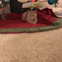 Christmas Cat