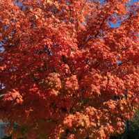 Fall Colors 2016