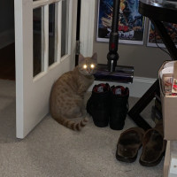 Hell Cat