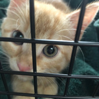We Got a Cat
