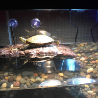 Welcome Turtle